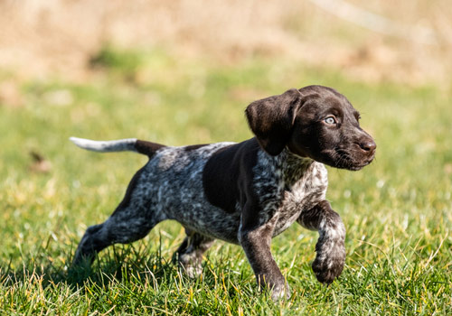 parc d'entrainement chien sanglier